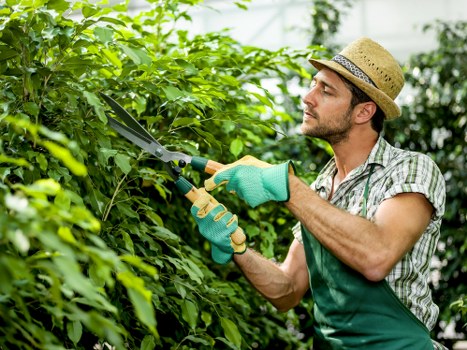 Tree surgeons carrying out pruning and crown work in Aperfield