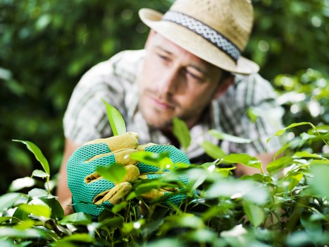 Professional planting and soft landscaping in Aperfield